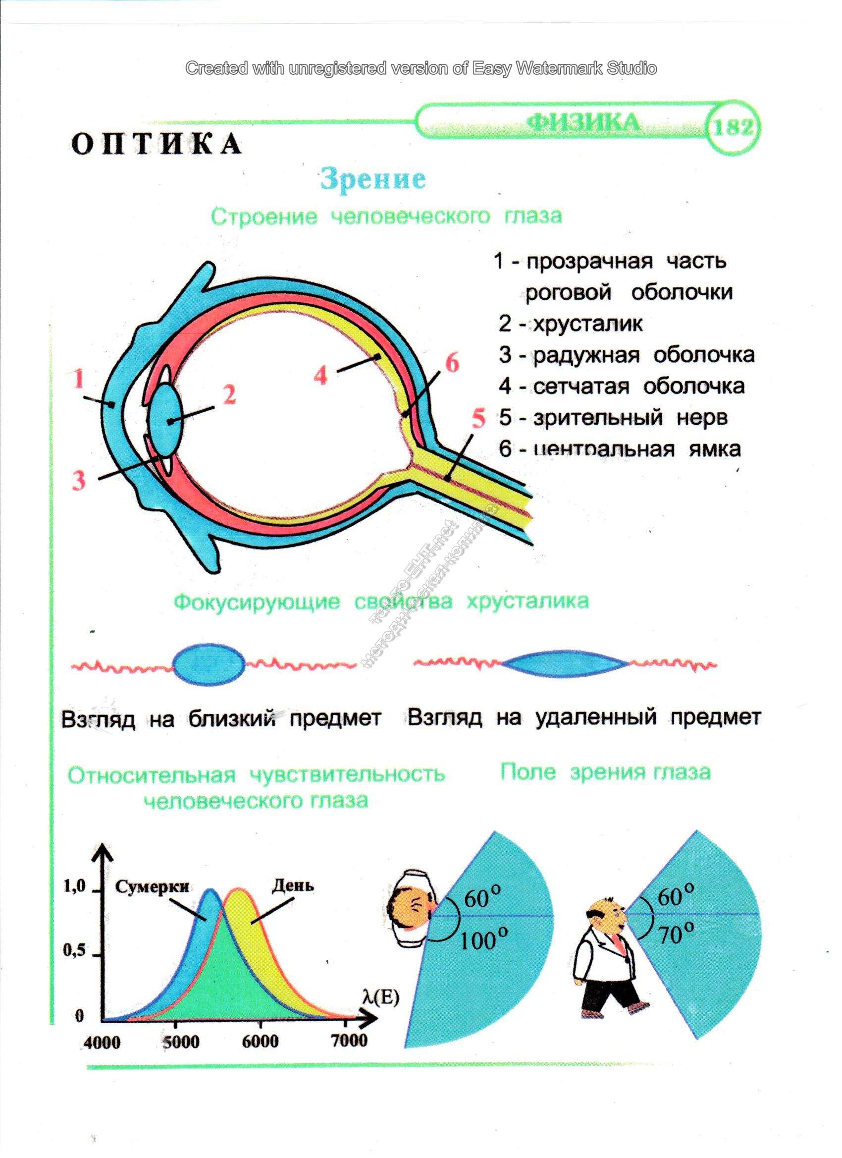 Зрение